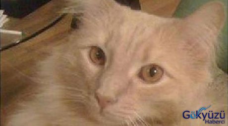 JFK da iki ay önce kaybolan kedi bulundu ama uyutuldu