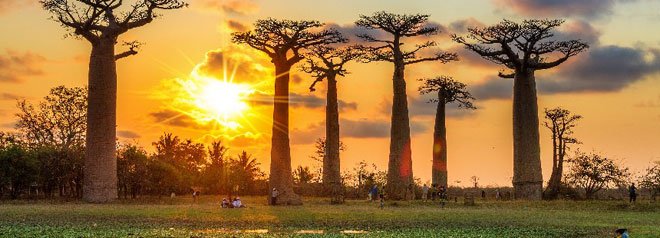 Doğa Tutkunlarının Rüyası: Madagaskar