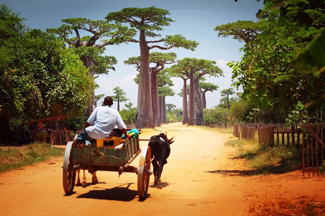 Doğa Tutkunlarının Rüyası: Madagaskar