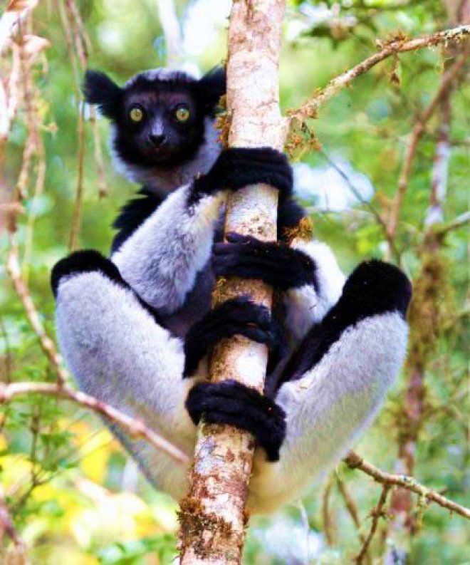 Doğa Tutkunlarının Rüyası: Madagaskar