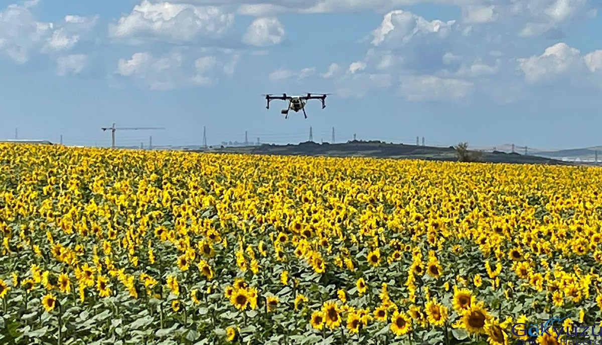 Drone ile havadan ayçiçeği ilaçlama yapıldı