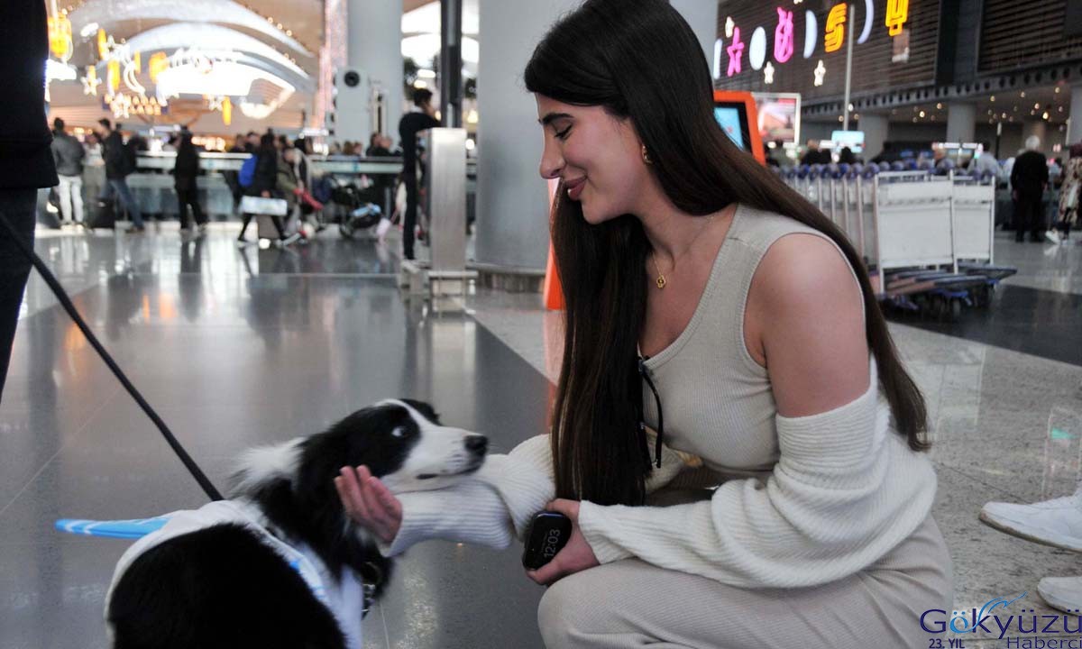 (video)İstanbul Havalimanı'nda Terapi Köpekleri Hizmette