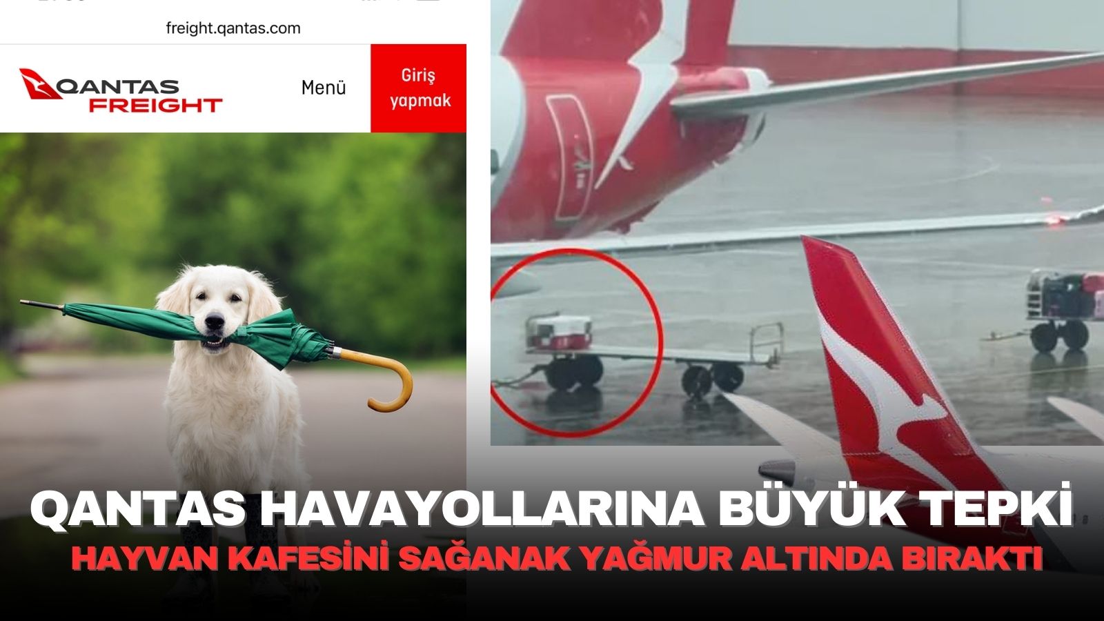qantas-havayollarina-hayvan-severlerden-buyuk-tepki