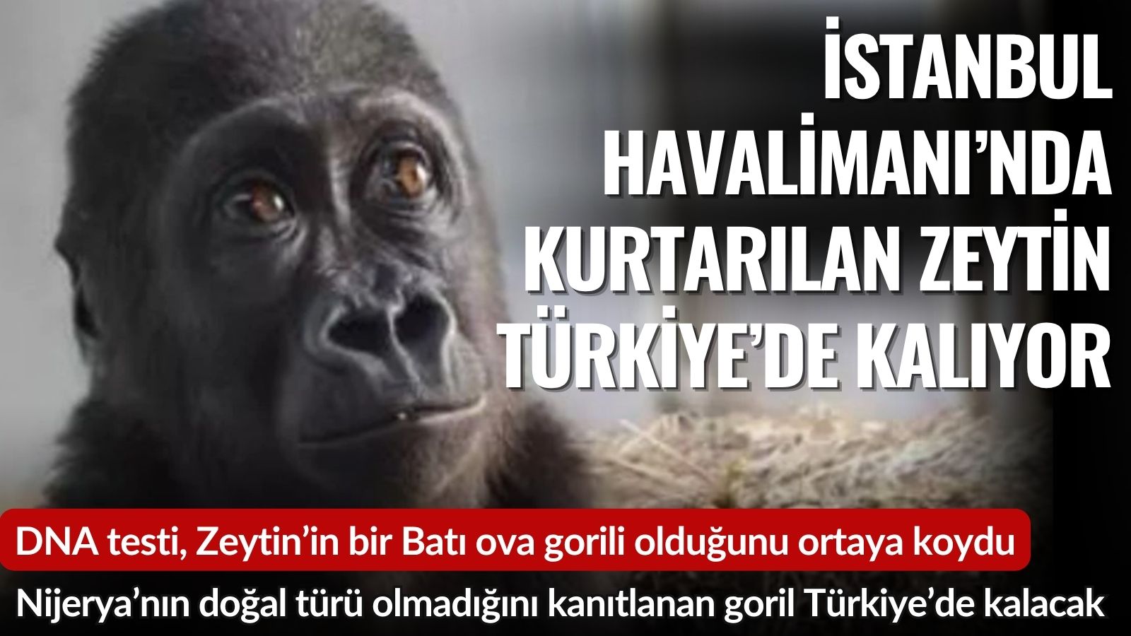 istanbul-havalimaninda-kacakcilardan-kurtarilan-goril-zeytin-turkiyede-kalacak