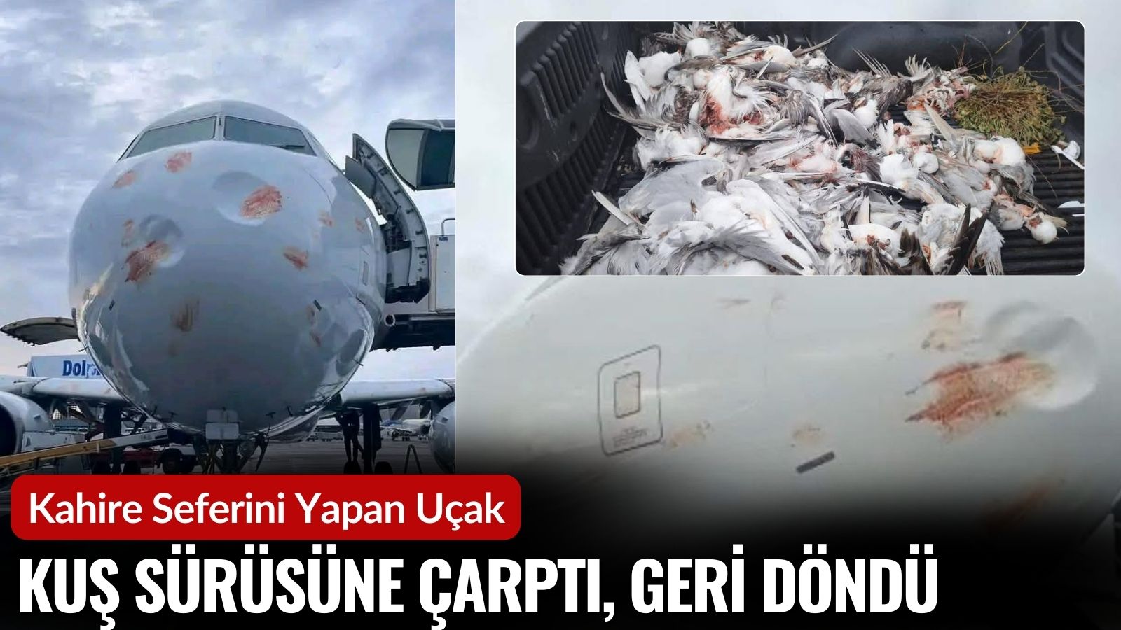 kahire-seferini-yapan-ucak-kus-surusune-carpti-geri-dondu