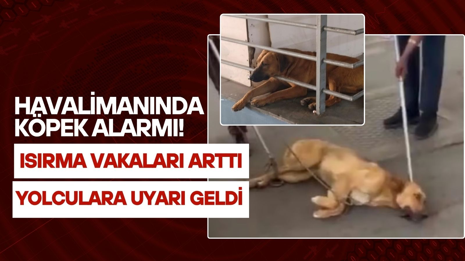 havalimaninda-kopek-alarmi-isirma-vakalari-artinca-aciklama-geldi