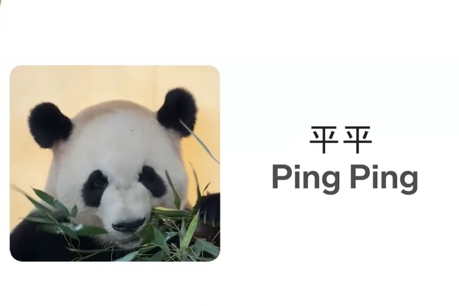 boeing-777-kargo-ucagiyla-cinden-abdye-iki-dev-panda-tasindi